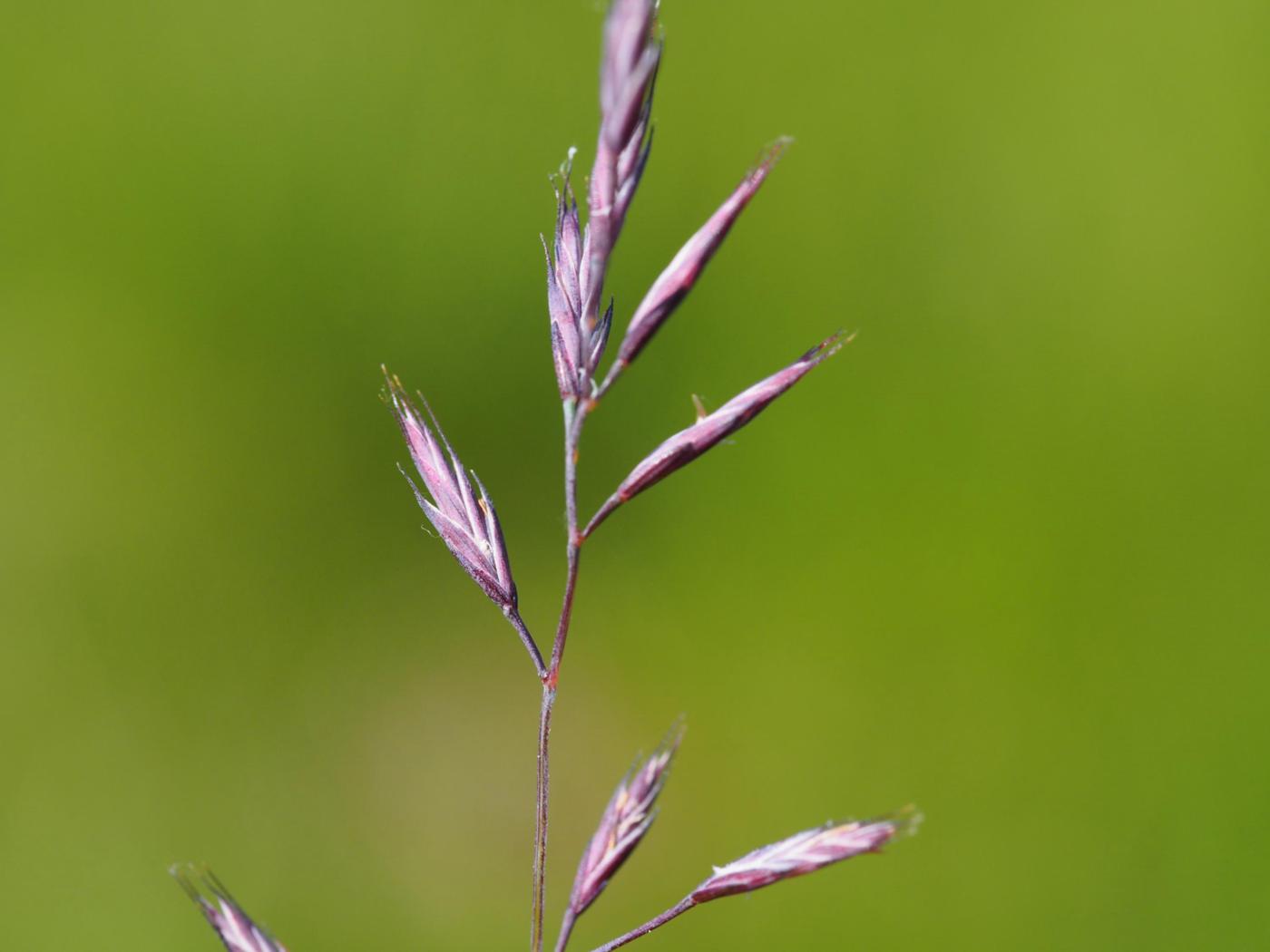 Fescue, (Streamside) flower